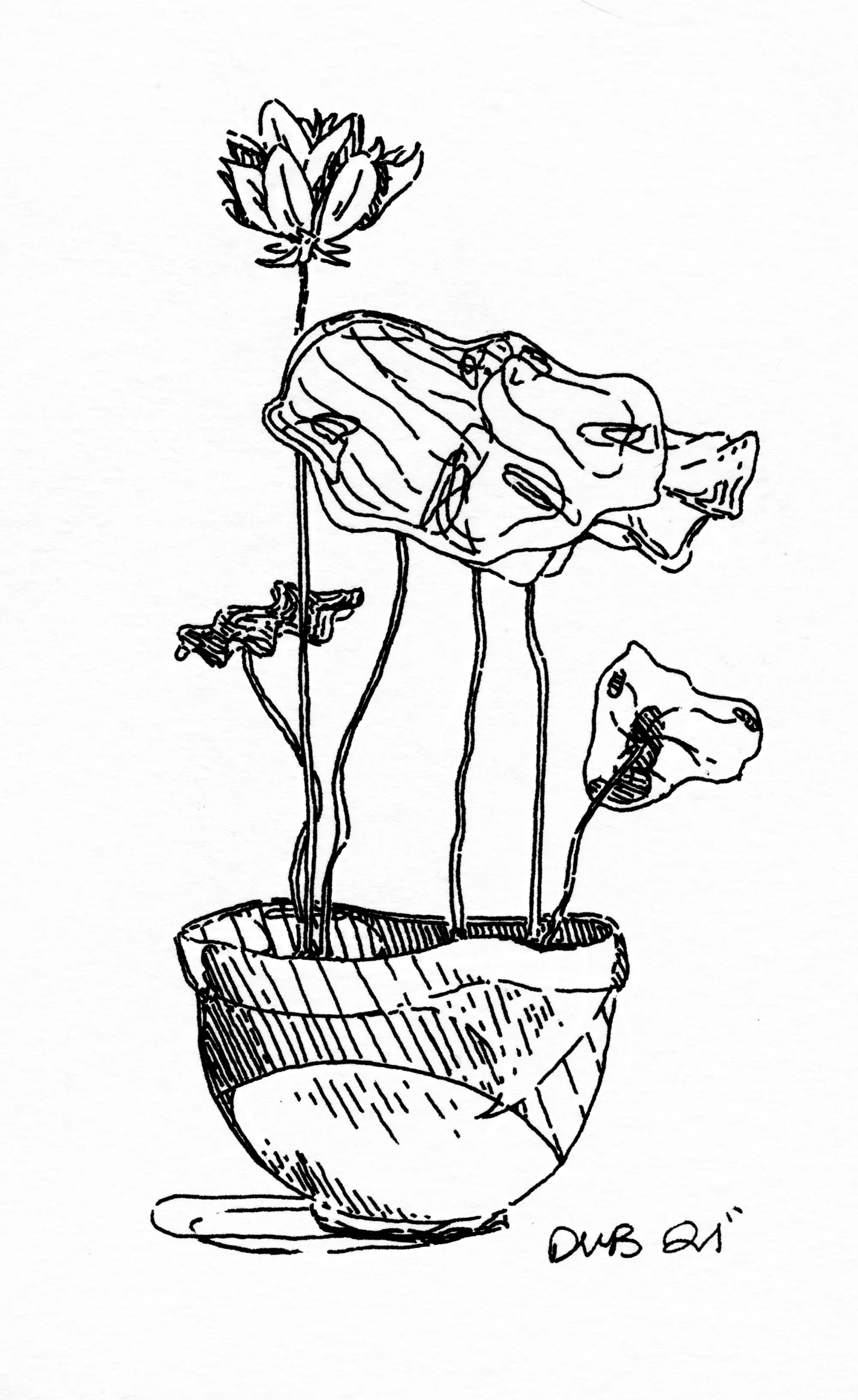 House plants in my home.