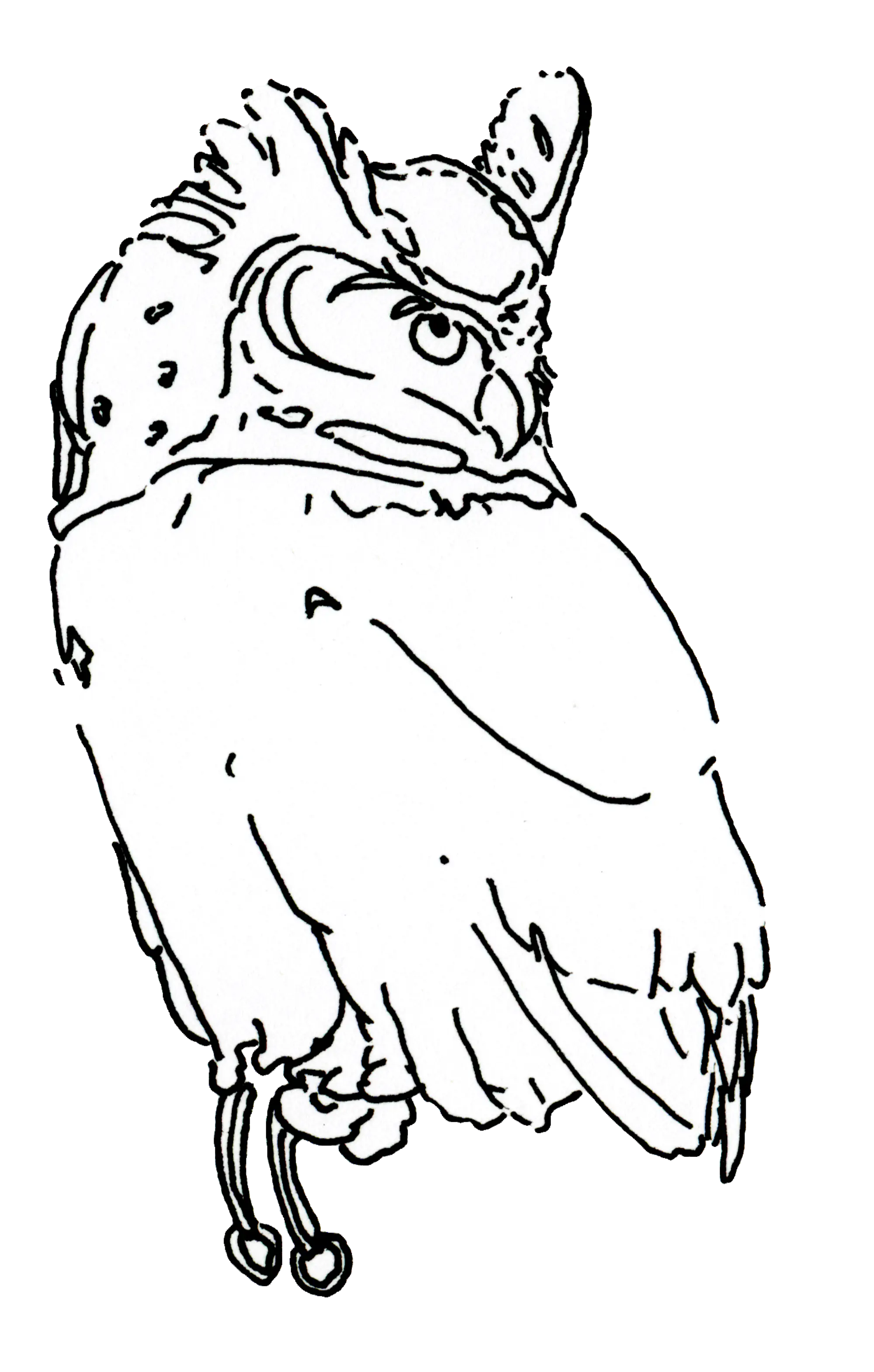 A recent trip to Capilano resulted in this proud standing owl.