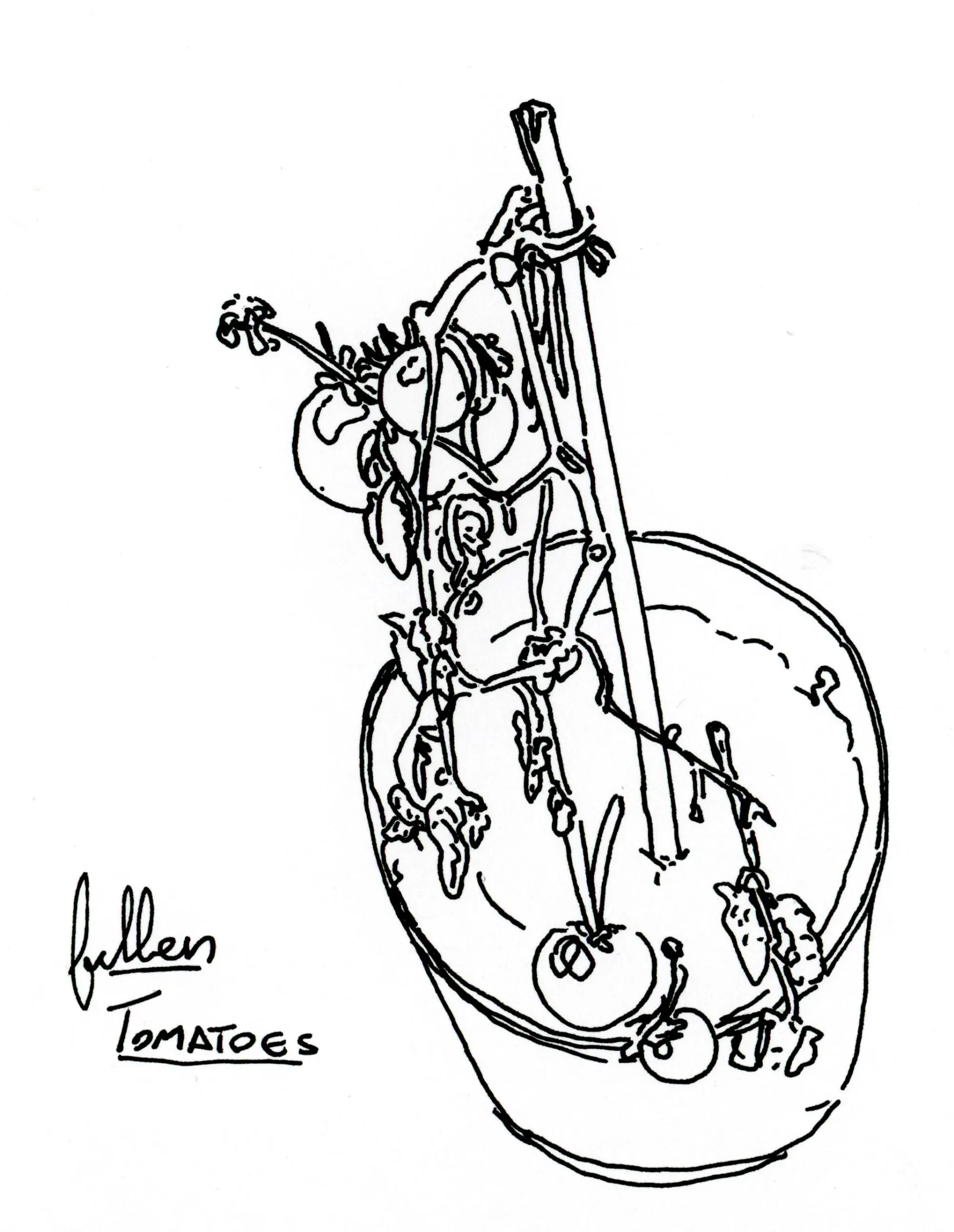 A slumped cherry tomato vine.